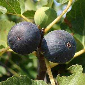 Figovník jedlý (Ficus Carica) ´VIOLETTE NORMANDE´ - výška 120-170 cm, kont. C10L (-16°C) 